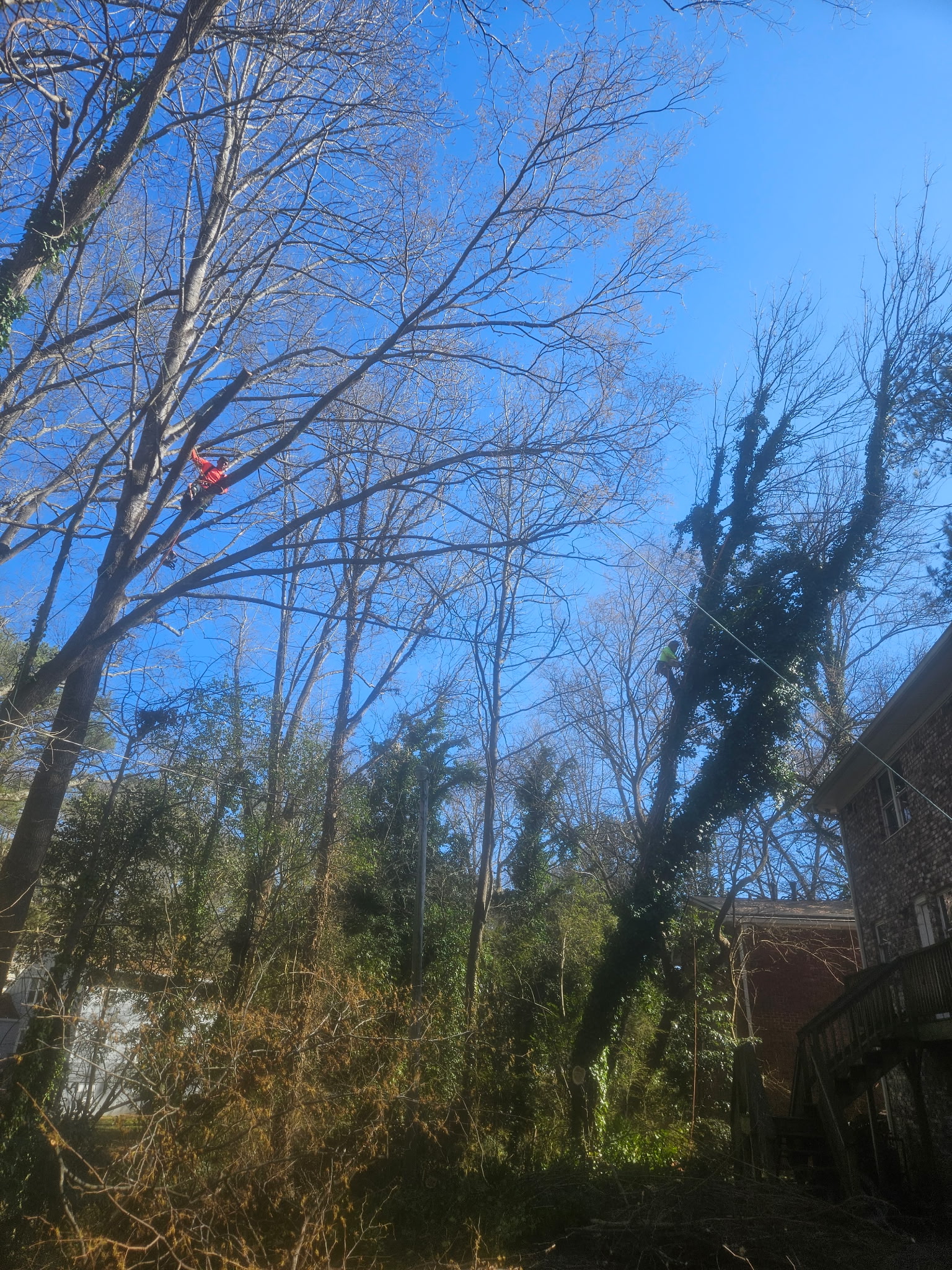 Residential tree care project in a wooded backyard