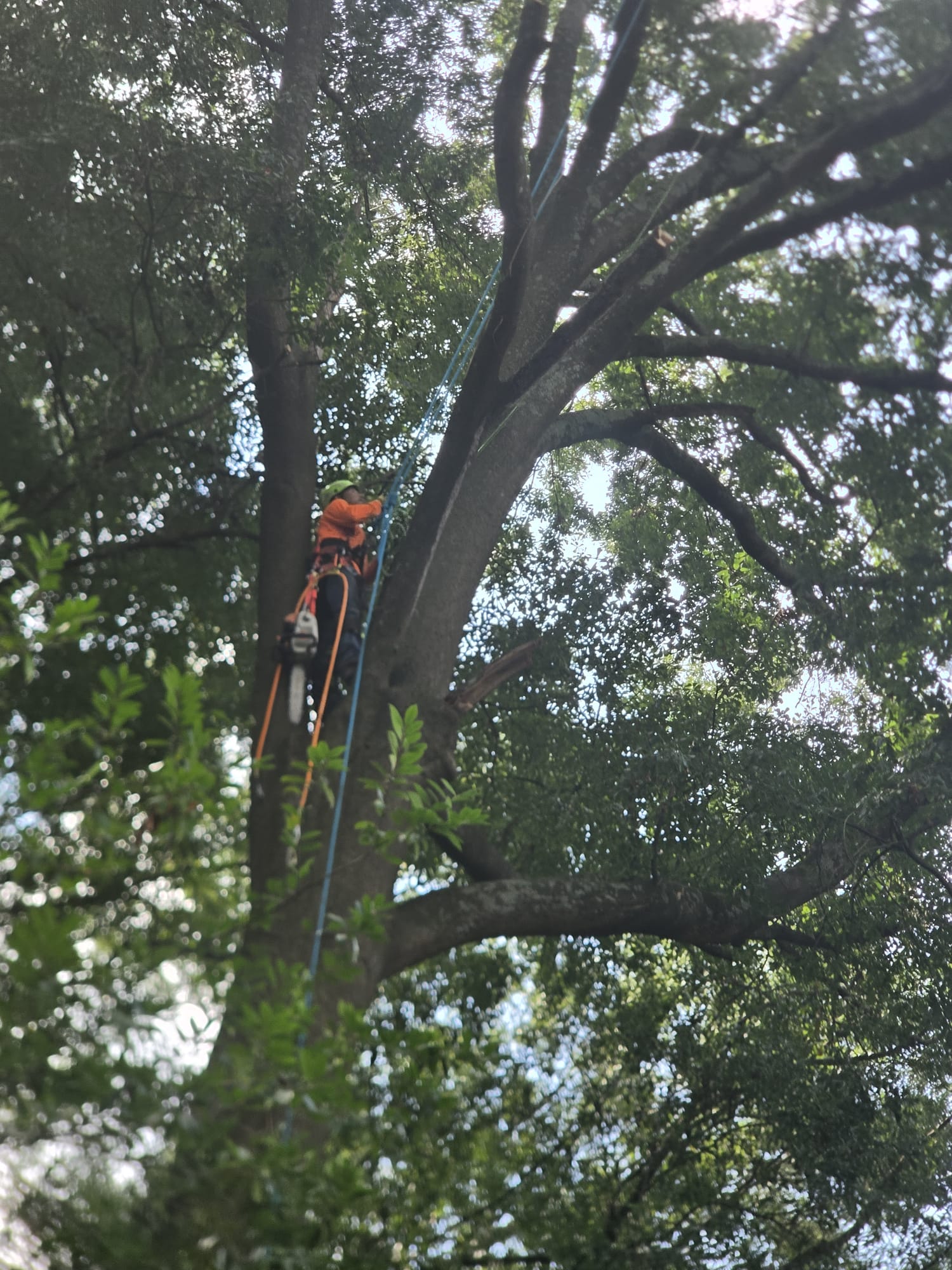 Arborist working safely in a large tree canopy